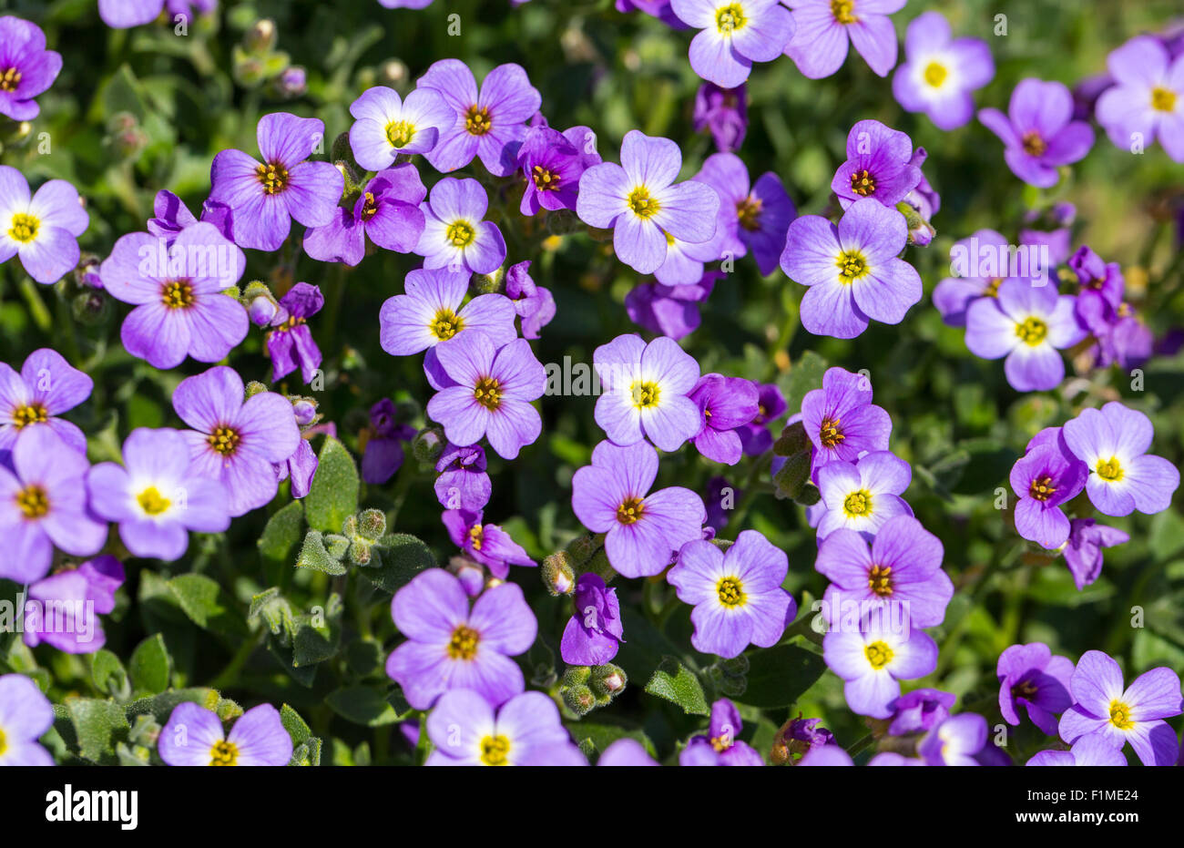 many Aubretia on a meadow as background. Stock Photo
