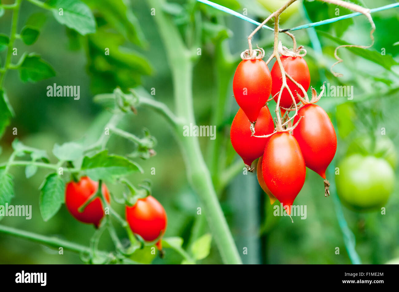 Ripe red tomatoes growing on a vine Stock Photo - Alamy