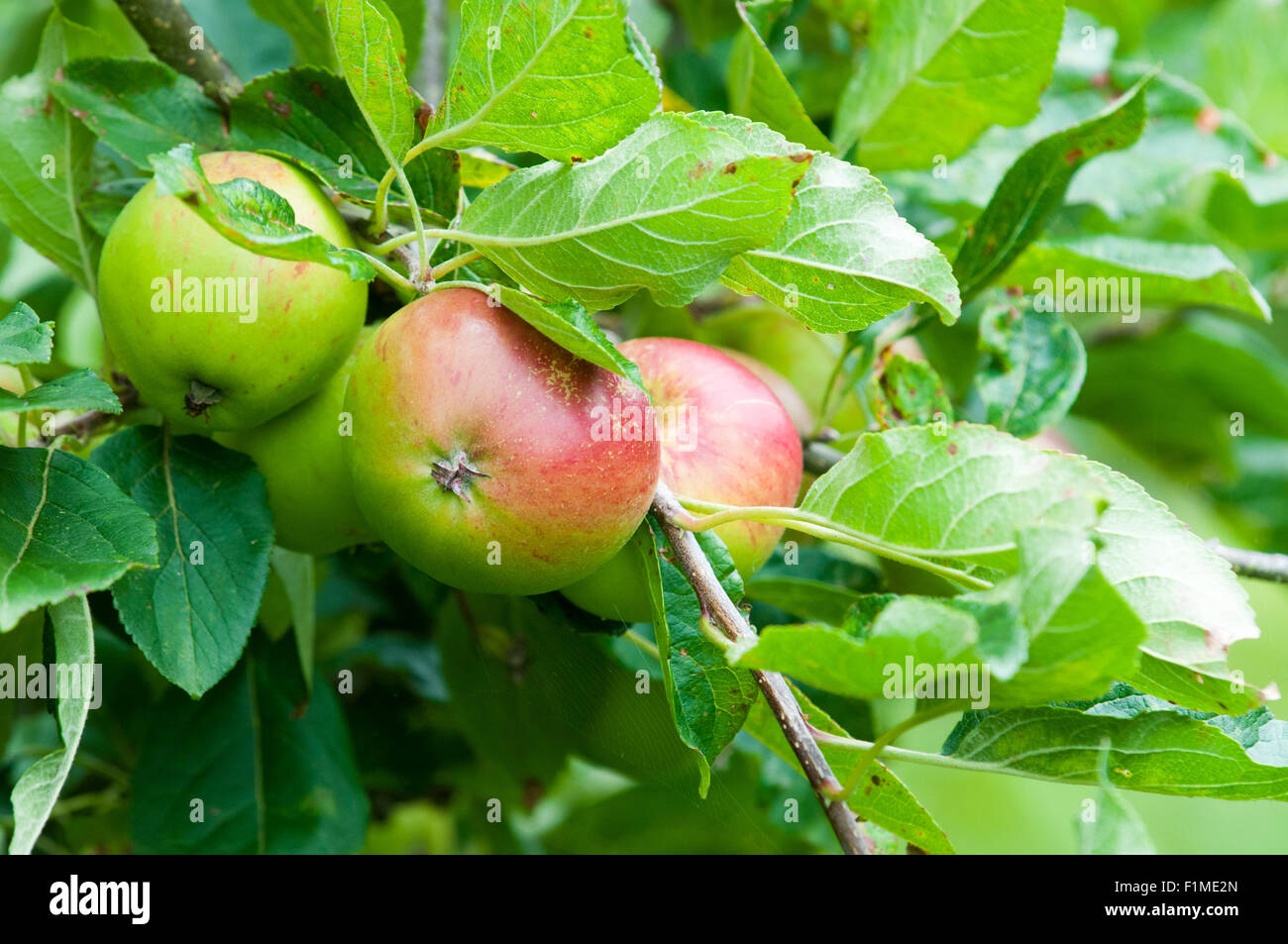 https://c8.alamy.com/comp/F1ME2N/red-and-green-apples-growing-on-a-tree-F1ME2N.jpg