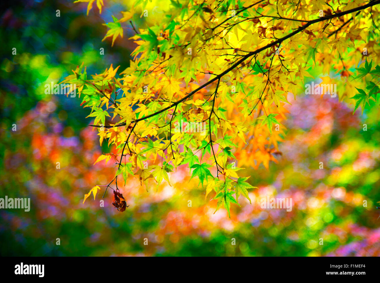 Colorful color of the leaves in Kyoto Japan during autumn Stock Photo
