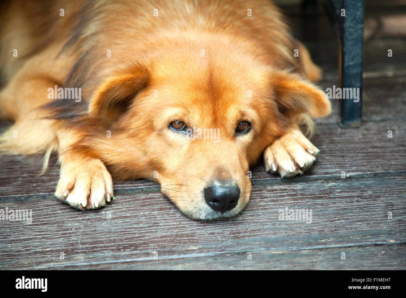 Lazy dog waiting at the from door in the morning Stock Photo