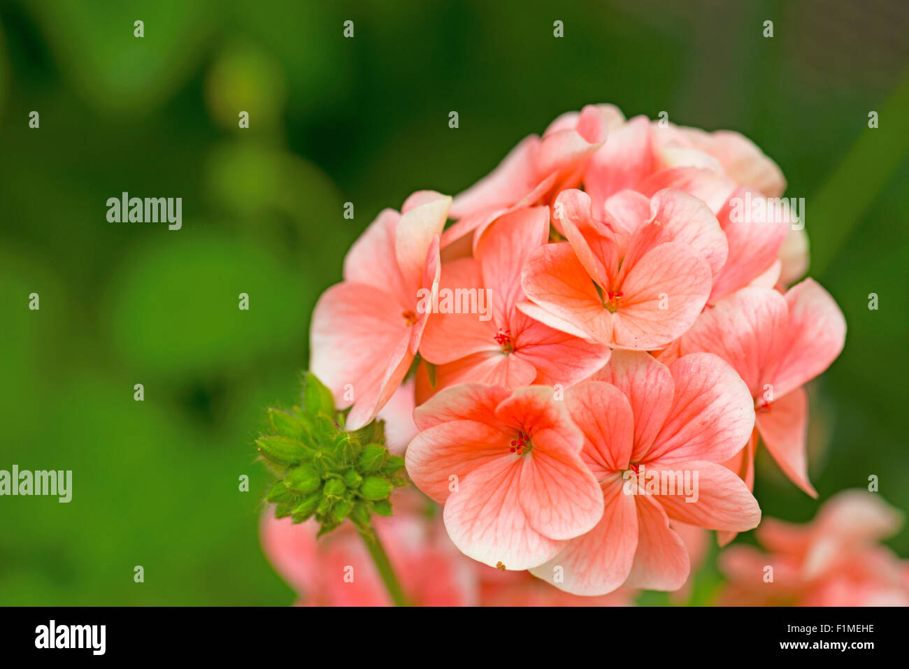 Bunch of pink flowers in the garden Stock Photo
