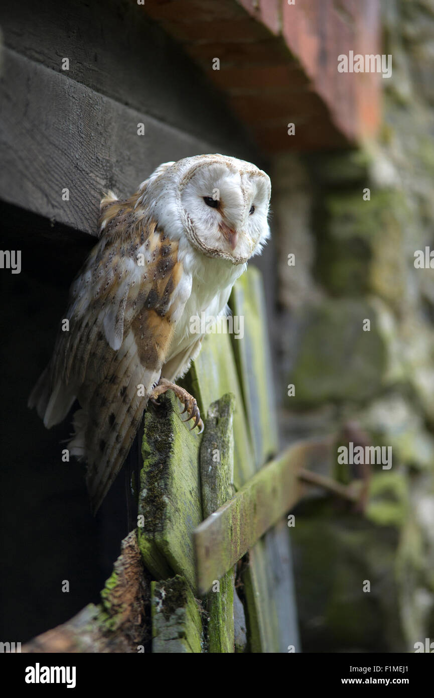 Barn Owl Tyto alba roosting on old barn door. Stock Photo