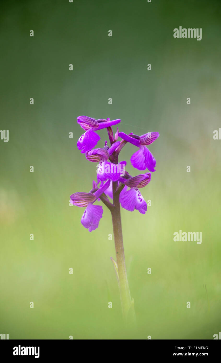 Anacamptis morio - Green Winged Orchid Stock Photo