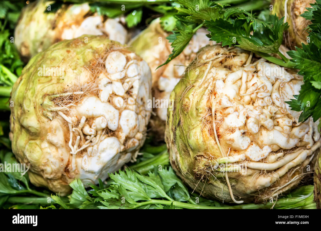 Fresh celery Stock Photo