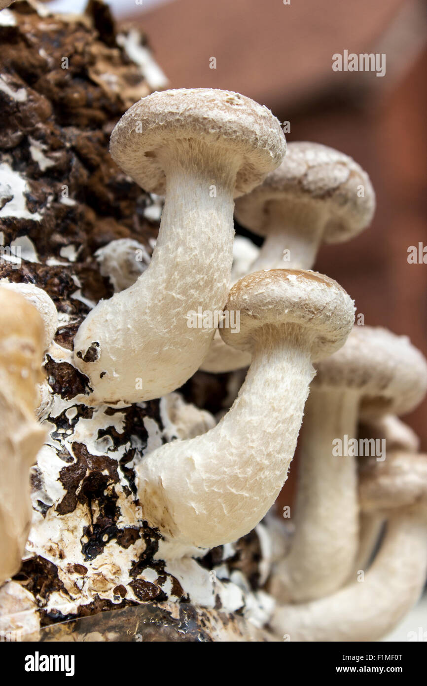 Substrate culture hires stock photography and images Alamy