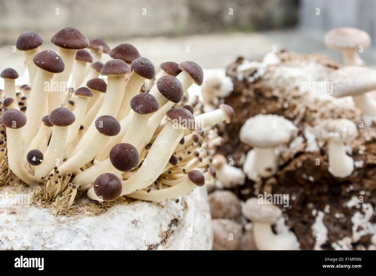 Shiitake and southern poplar mushroom on a mushroom substrate Stock