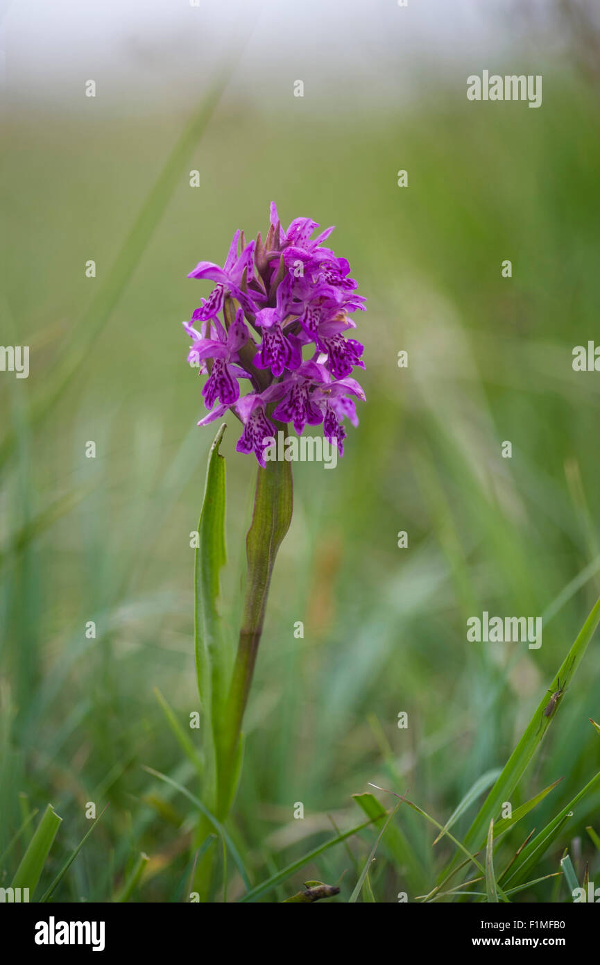 Dactylorhiza traunsteineroides -  Narrow leaved Marsh Orchid/ Pugsley's Marsh Orchid. This rare Orchid is found growing in local Stock Photo