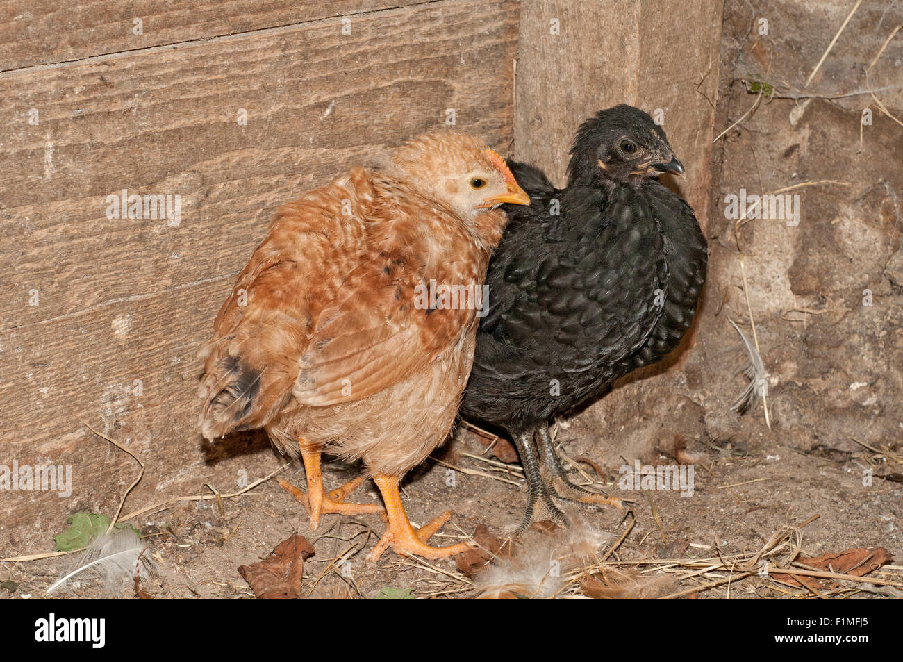 Free range hen chicks on henhouse. Stock Photo