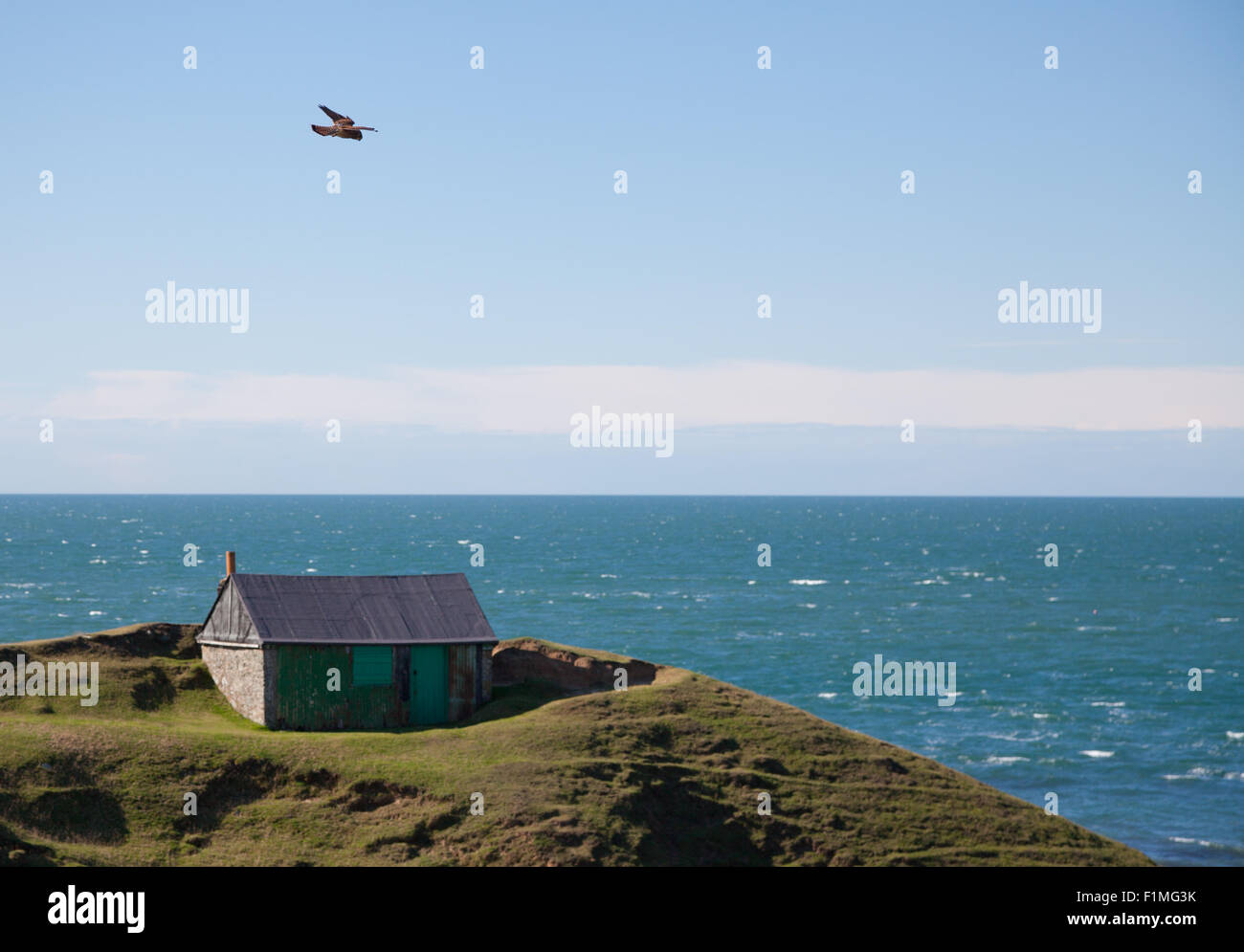 A hawk hovers above the cove at Porth Ysgaden, Tudweiliog, Llyn Peninsula, North Wales with abandoned fishing hut on clifftop Stock Photo