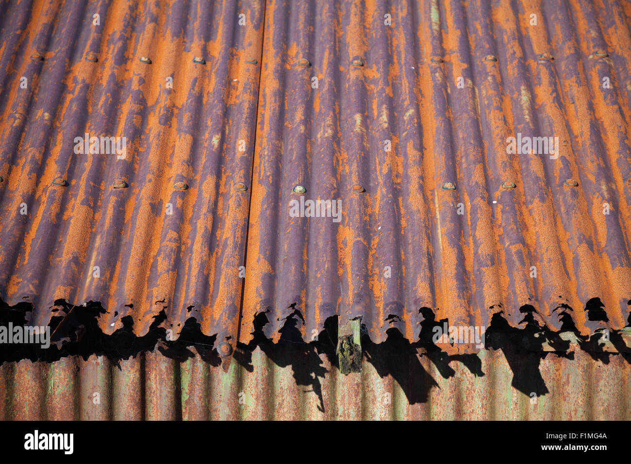 Close up of rusting corrugated steel roof of an abandoned fishing hut at Porth Ysgaden, Tudweiliog, Llyn Peninsula, North Wales Stock Photo