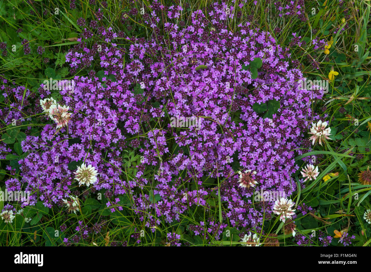 Thymus polytrichus ssp brittanicus - Wild Thyme Stock Photo