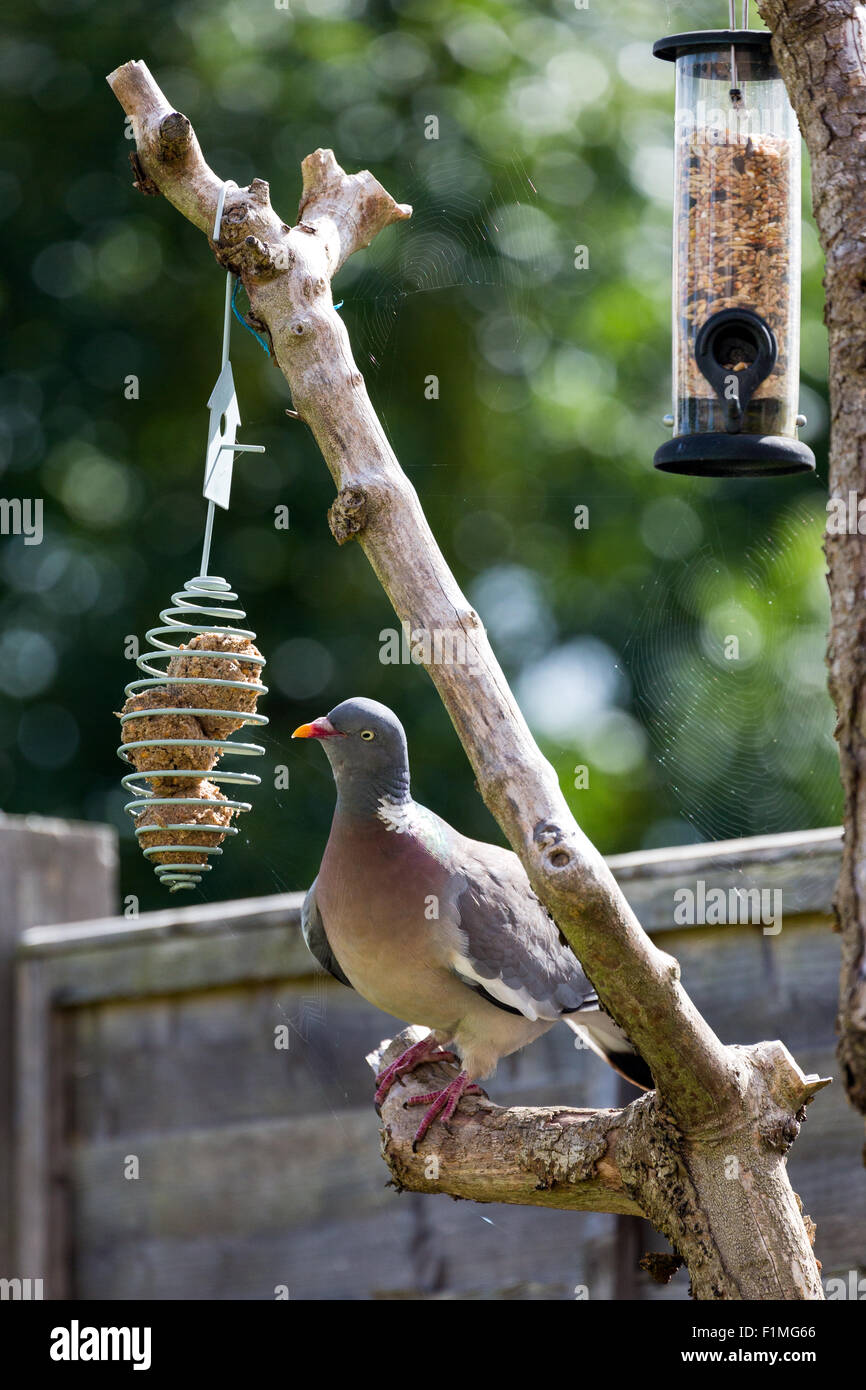 British garden birds feeders hires stock photography and images Alamy