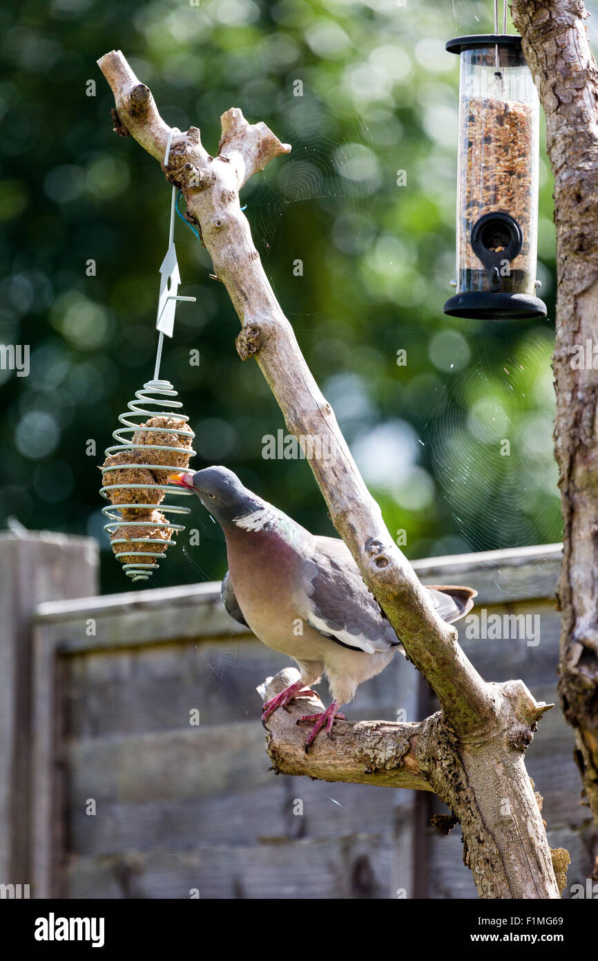 Pigeon garden bird feeder salisbury hires stock photography and images