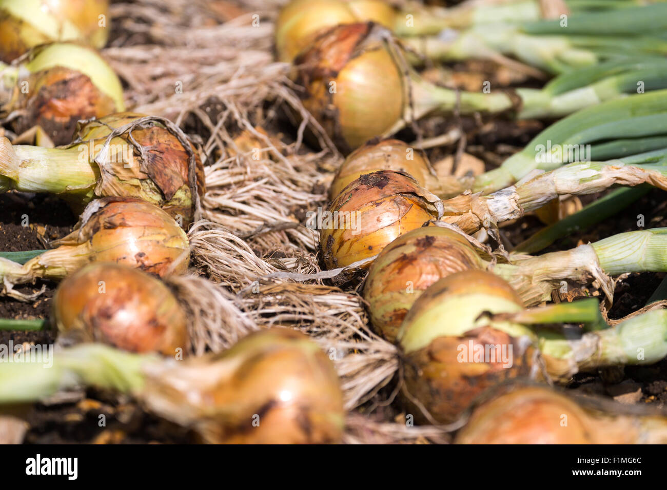 Home grown onions hires stock photography and images Alamy