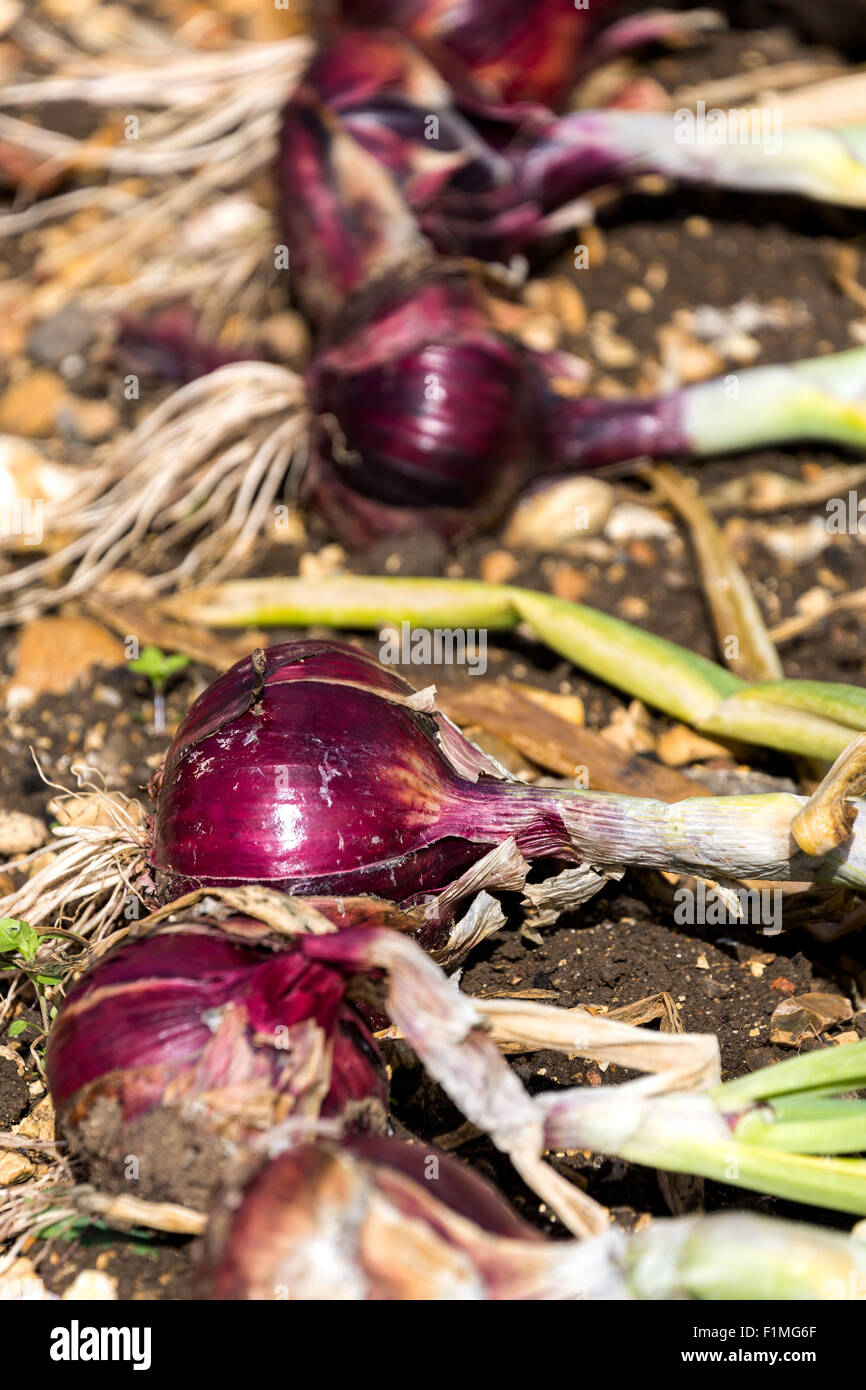 Home grown onions hires stock photography and images Alamy