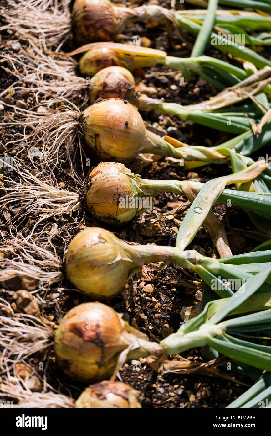 Home grown onions hires stock photography and images Alamy