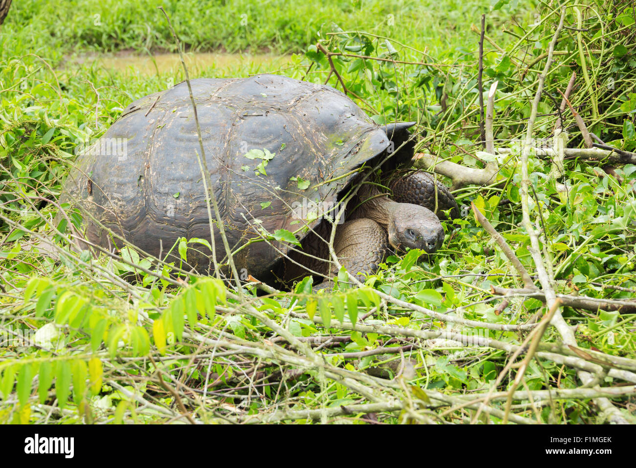 Giant galapagos tortoise making its way through the bushes. Stock Photo