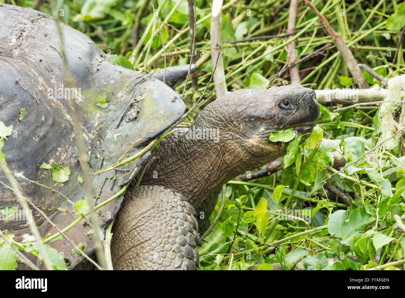 Closeup from the side of a giant Galapagos tortoise. Stock Photo