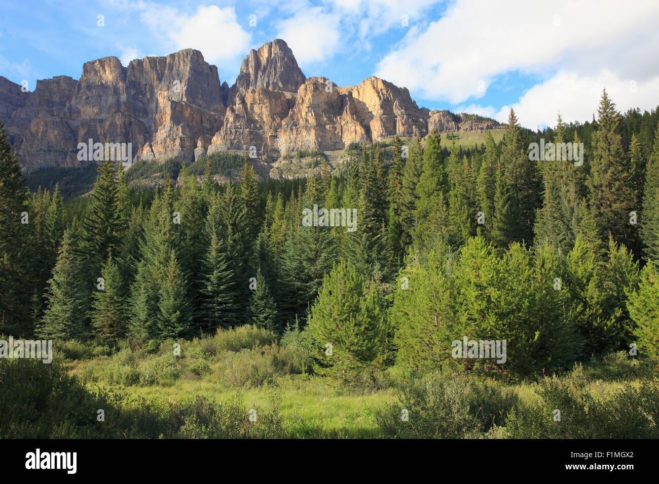 Canada, Alberta, Banff National Park, Castle Mountain, pine forest, Stock Photo