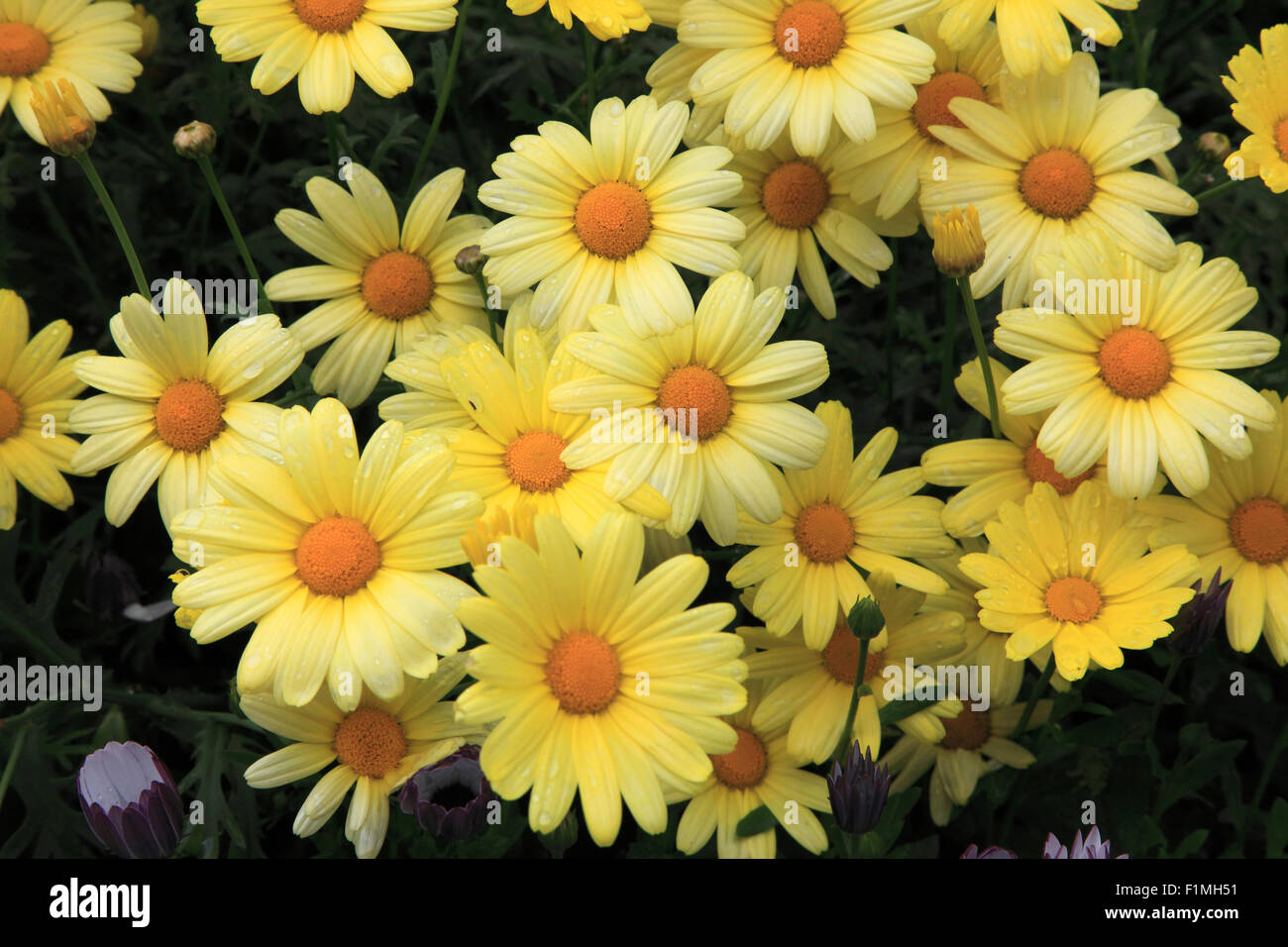 Canada, Alberta, Banff National Park, flowers Stock Photo Alamy