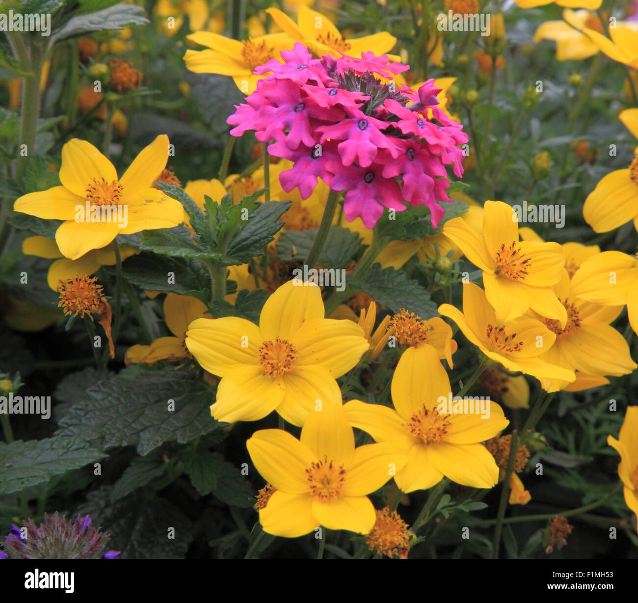 Banff canada flowers hires stock photography and images Alamy