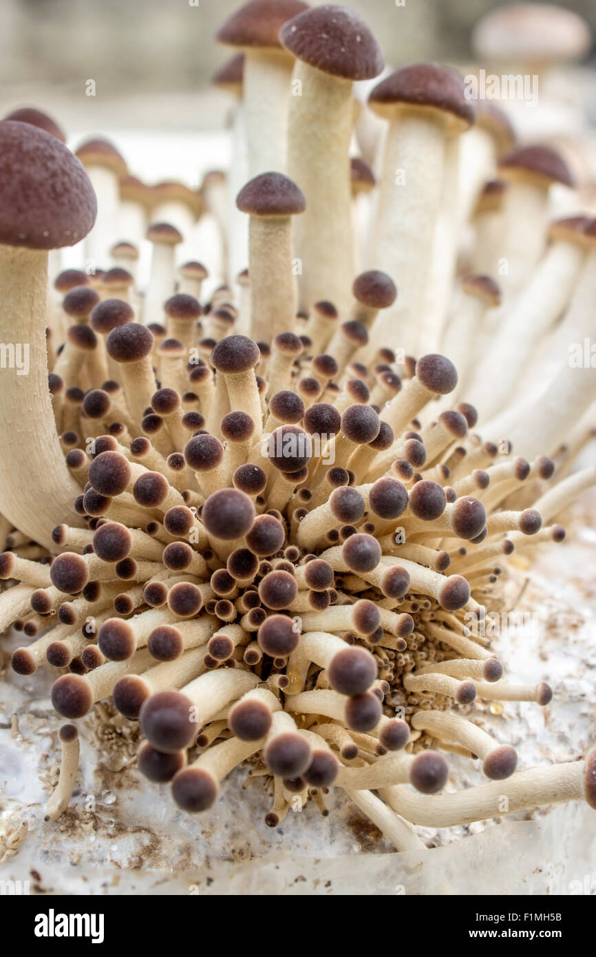 southern poplar mushroom on a mushroom substrate Stock Photo Alamy