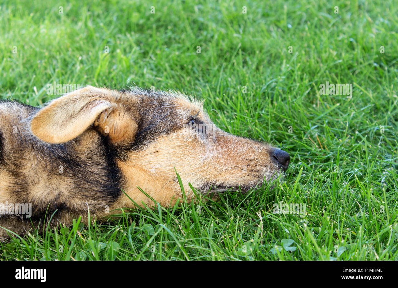 puppy lying on the grass Stock Photo - Alamy