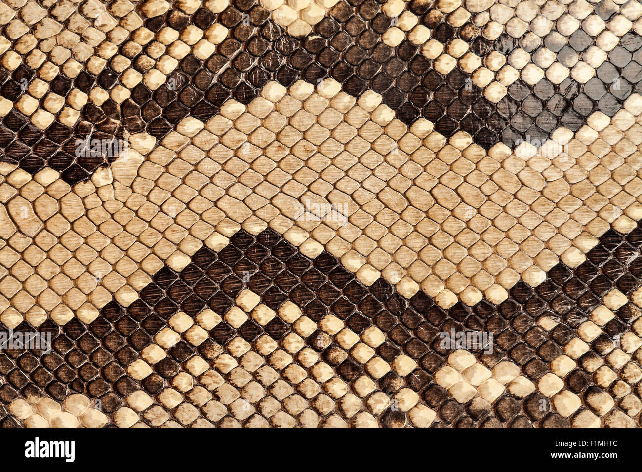 Background snake skin. Stock Photo