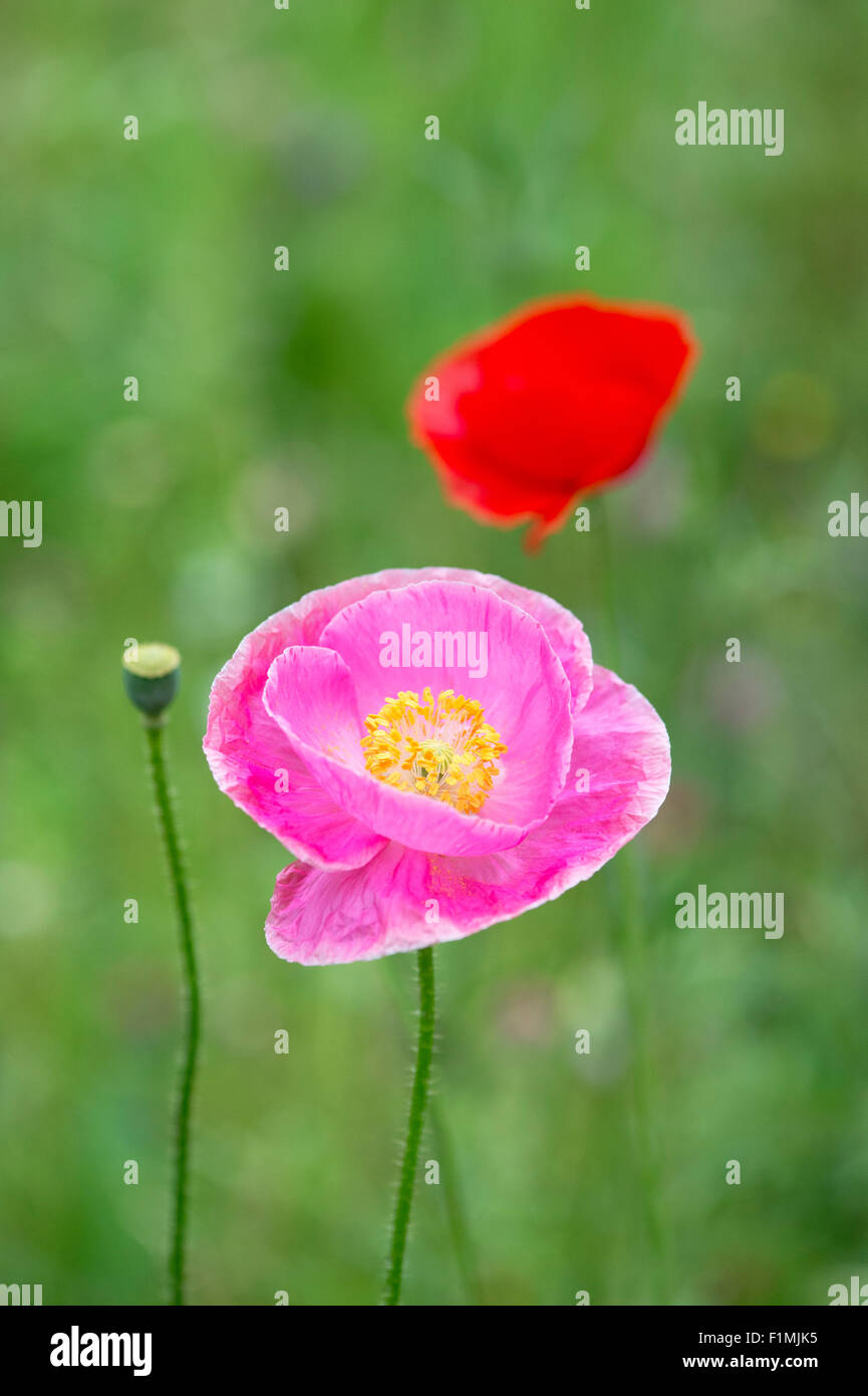 Papaver Rhoeas. Pink Poppy in an english wildflower garden. England ...
