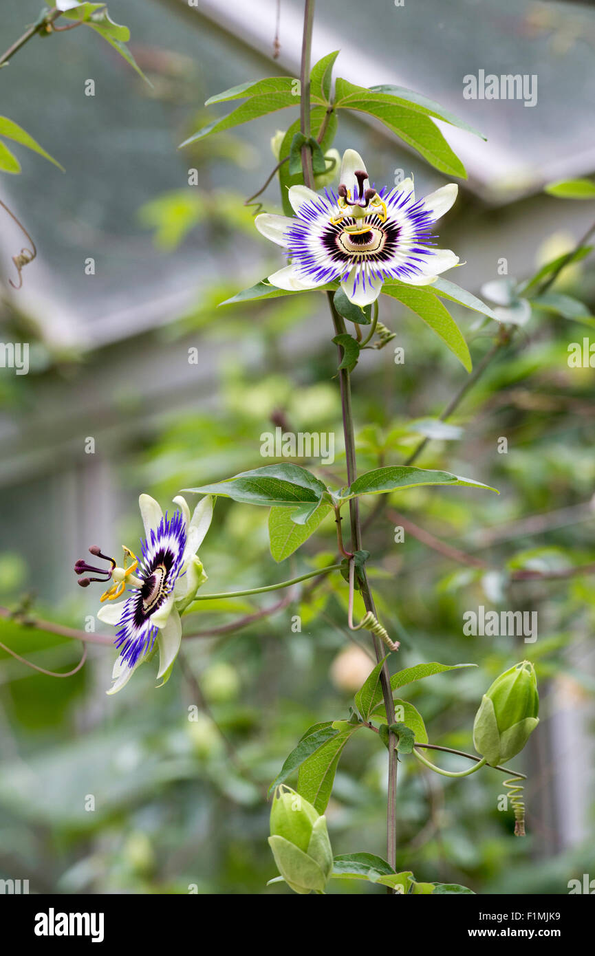 Passiflora caerulea. Blue Passion flower in a greenhouse. UK Stock Photo