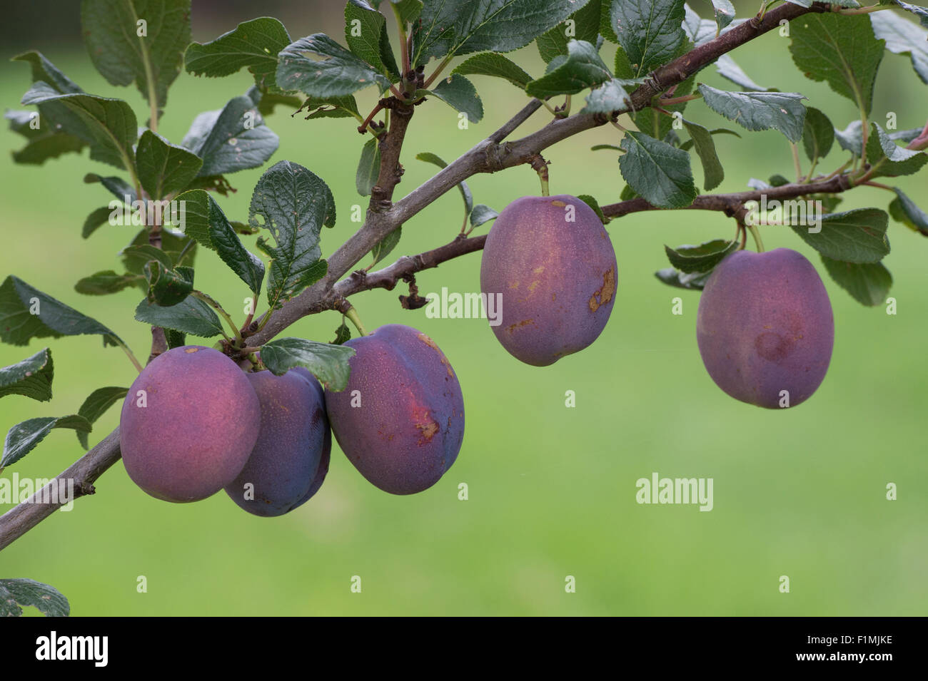 Prunus domestica . Plum 'Haganta' tree with ripening fruit. Plum trees Stock Photo