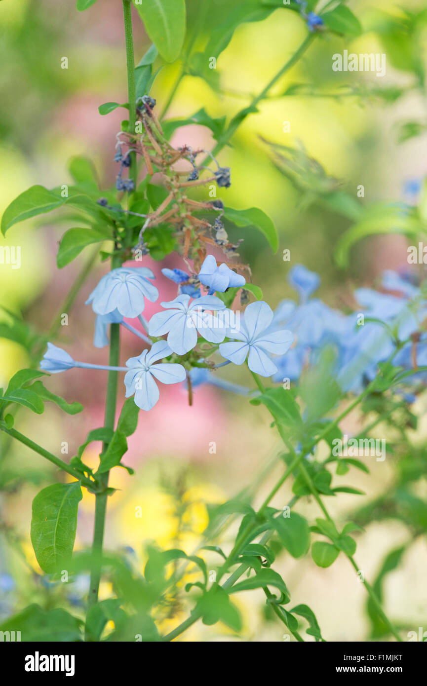 Plumbago auriculata. Cape leadwort flowers in a greenhouse Stock Photo