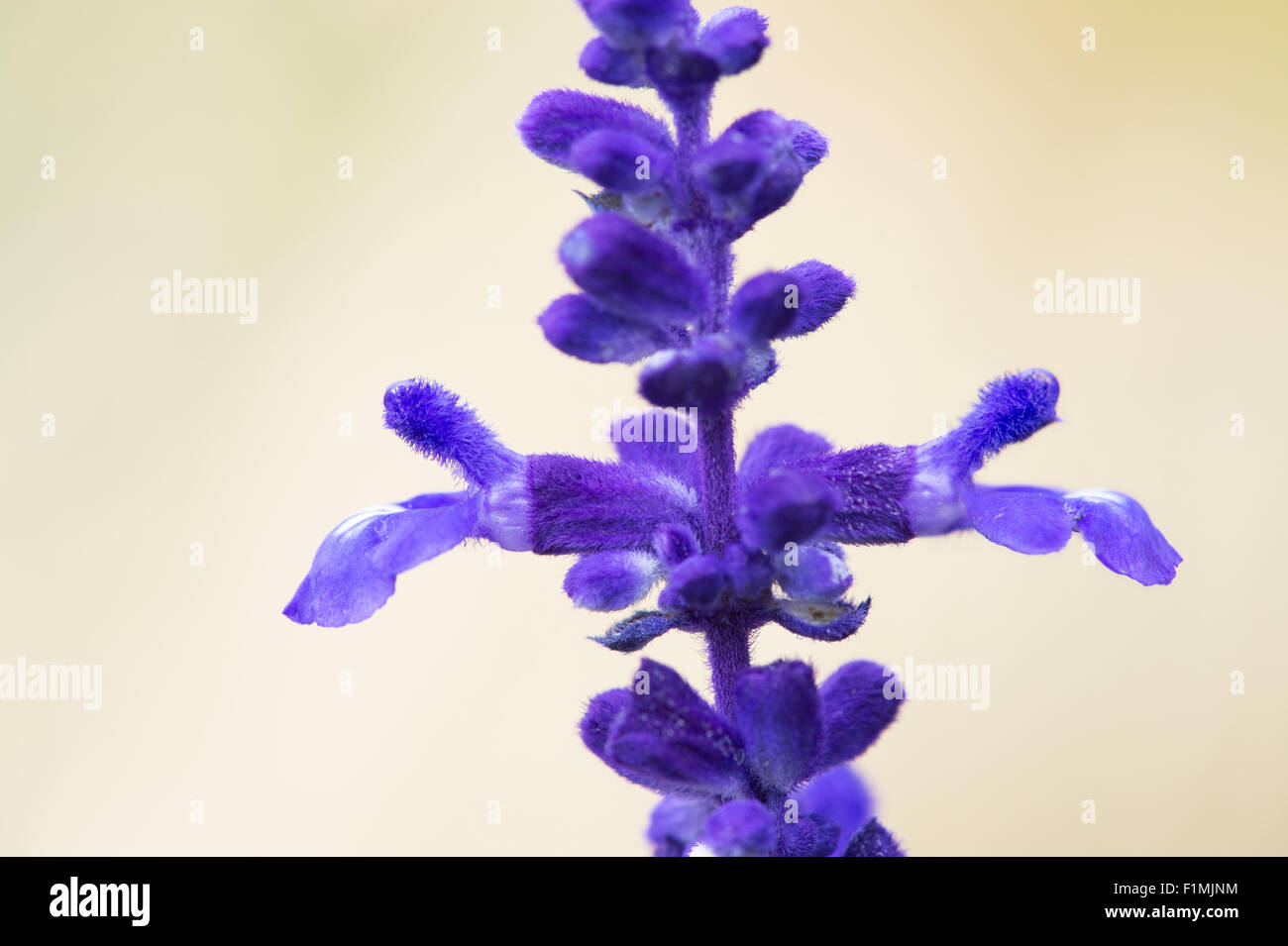 Salvia Farinacea 'Victoria'.  Mealy cup sage Stock Photo
