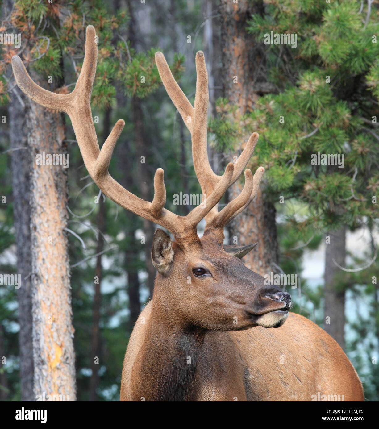 Canada, Alberta, Jasper National Park, elk, cervus canadensis, Stock Photo