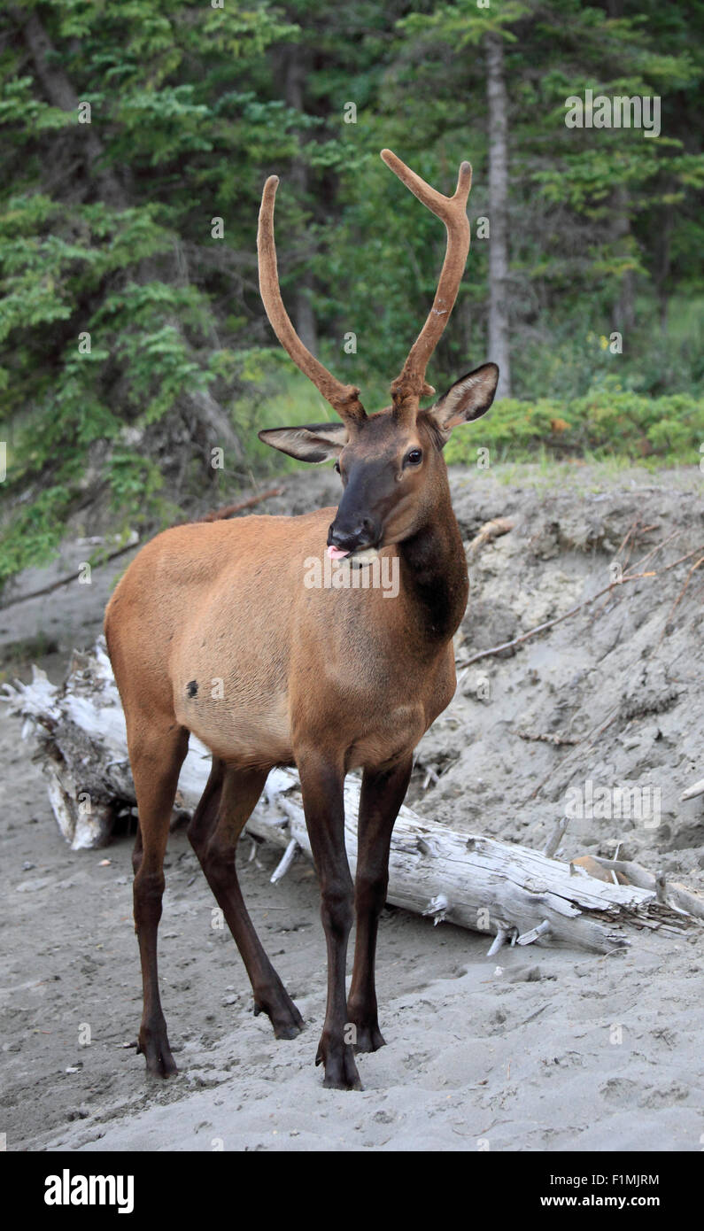 Canada, Alberta, Jasper National Park, elk, cervus canadensis, Stock Photo