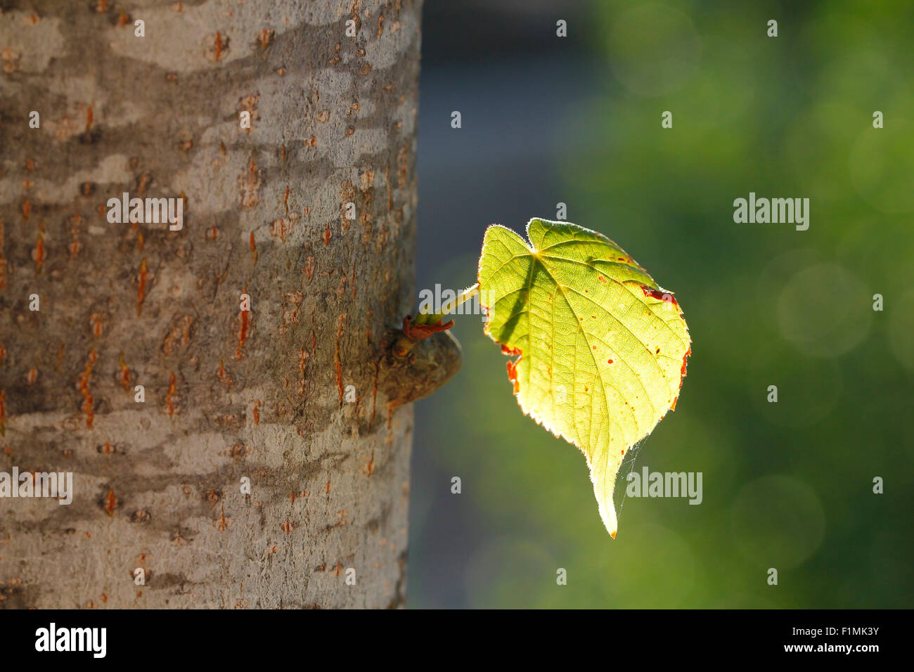 Illuminated leaf in a trunk, heart shaped Stock Photo