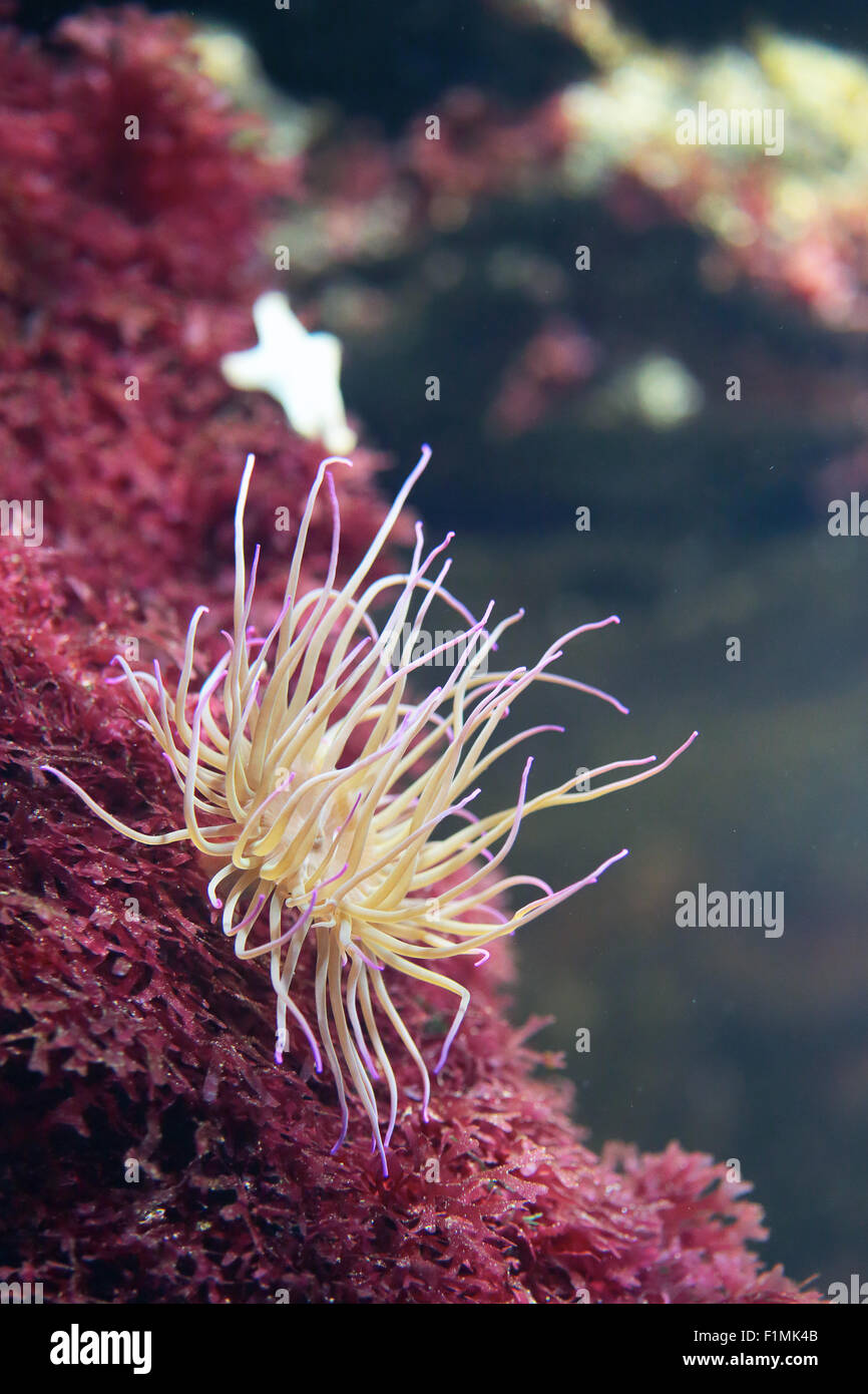 Sea anemone on a coral reef with tentacles open Stock Photo