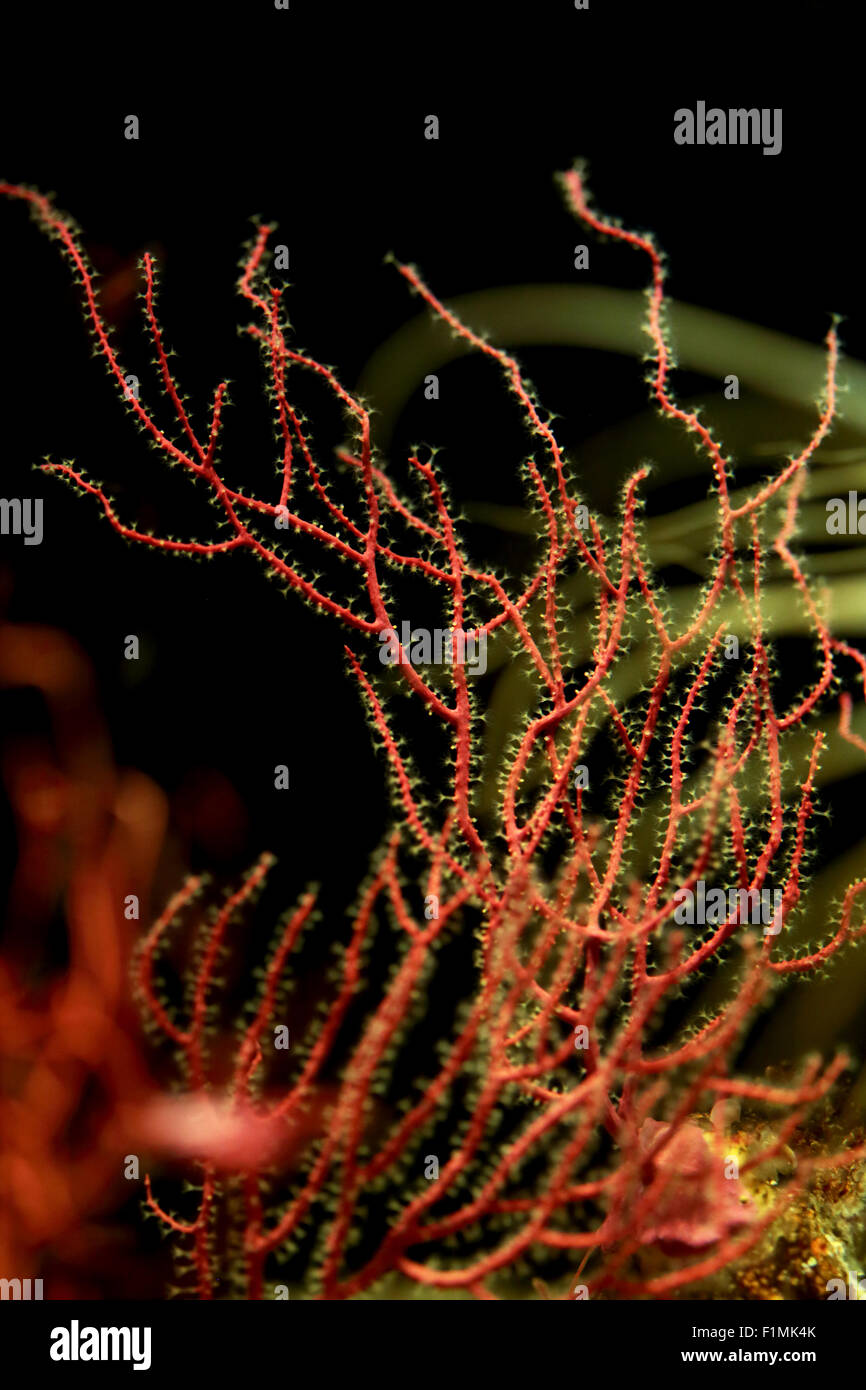 A branch of red gorgonian, this sessile colonial animal is also known as sea fan or sea whip Stock Photo