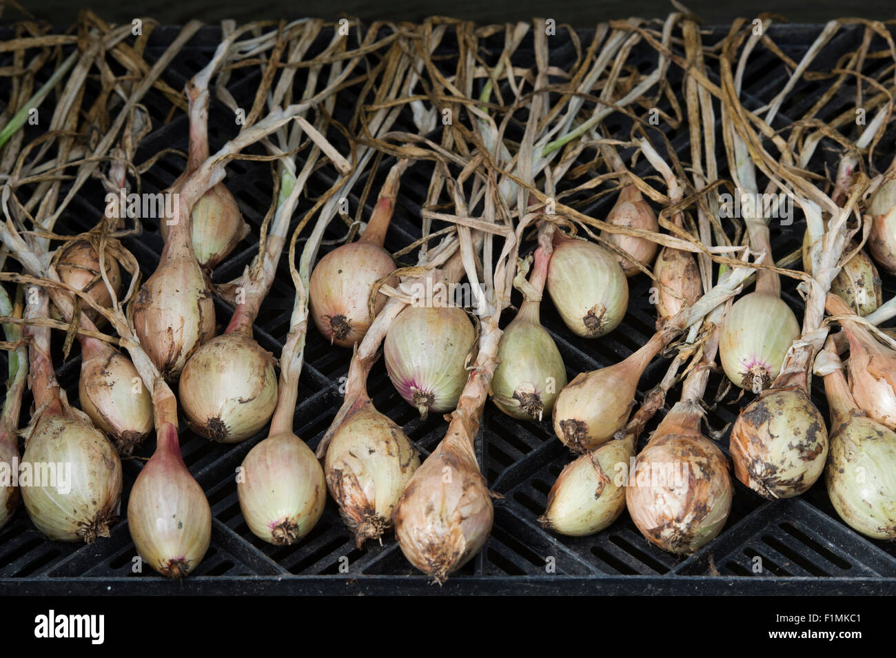 Allium cepa aggregatum 'Red gourmet', Shallots . Drying out shallots for winter storage Stock Photo