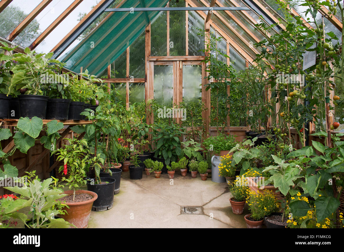 Growing chilli peppers greenhouse hires stock photography and images