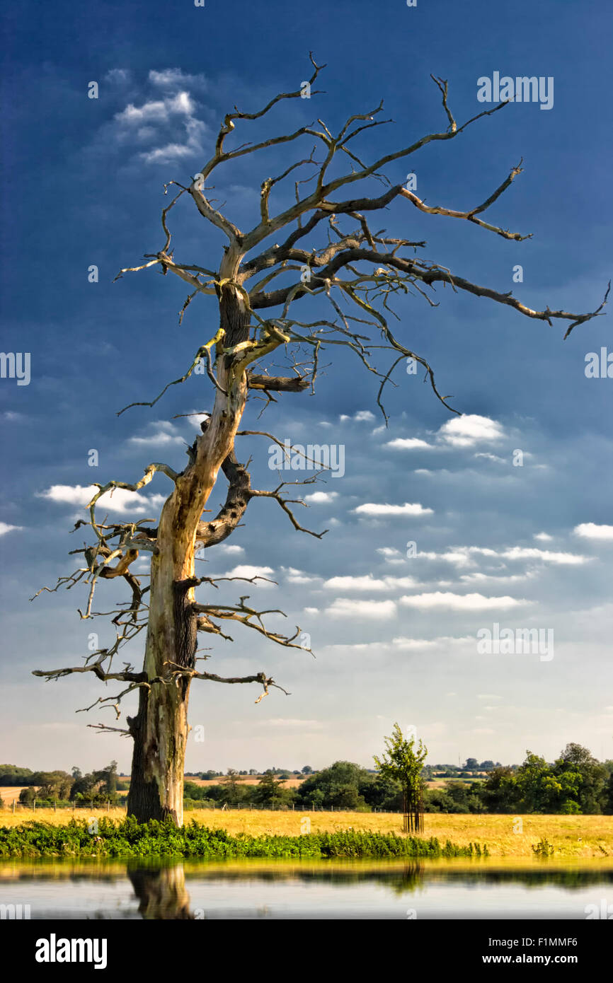 Lightening struck trees hi-res stock photography and images - Alamy