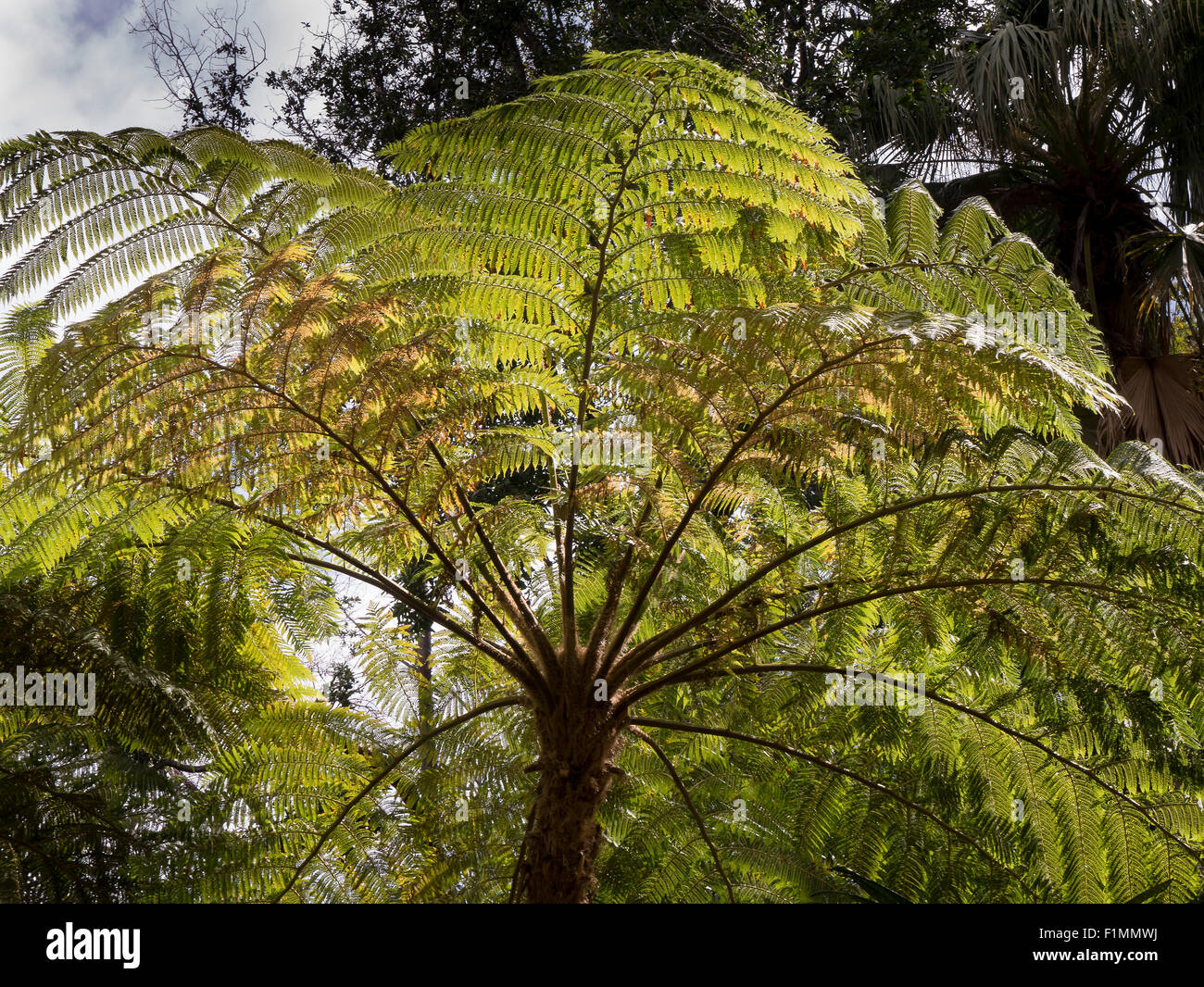 Tree Fern, Funchal, Madeira, Portugal Stock Photo