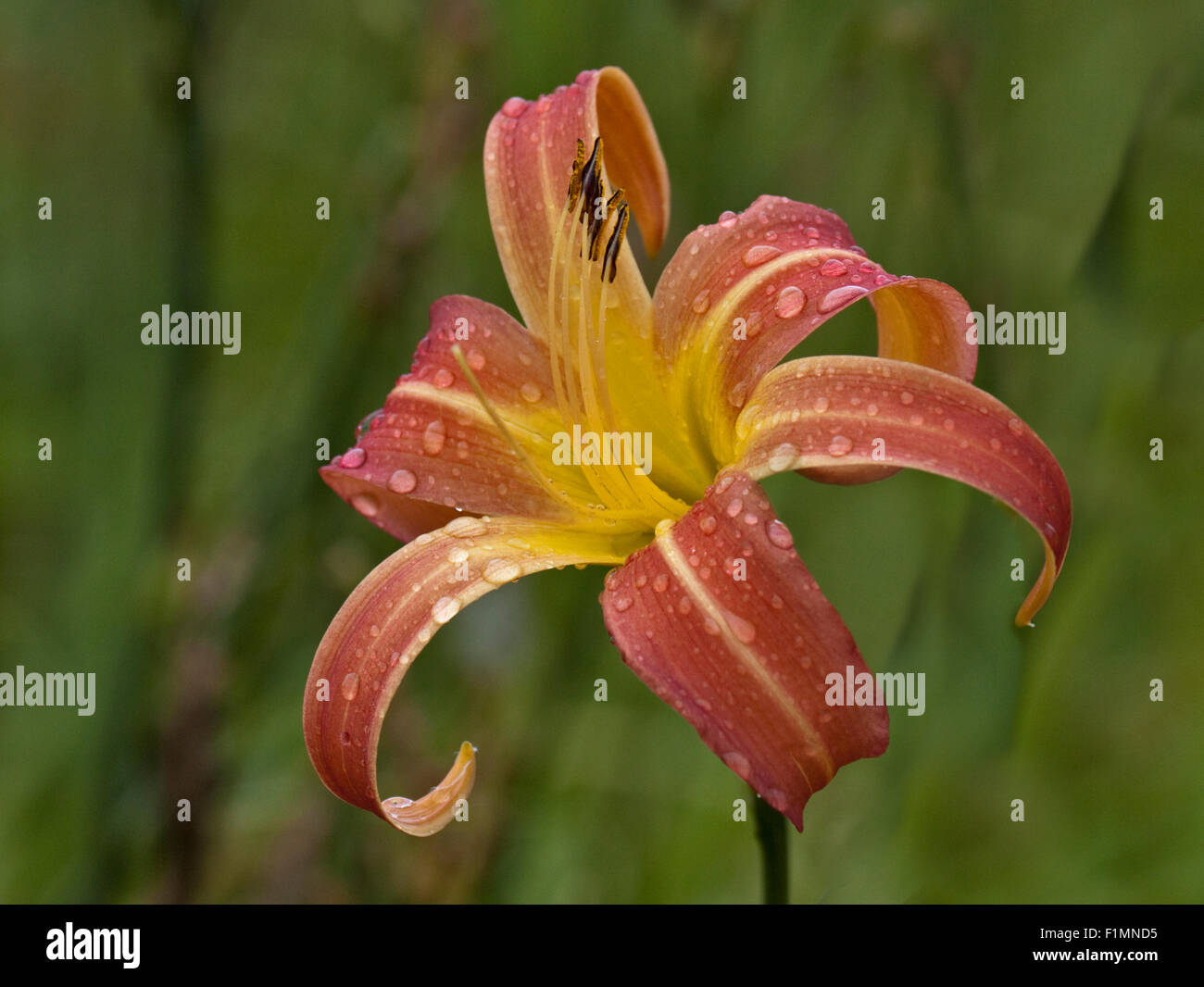 Orange Day Lily Stock Photo