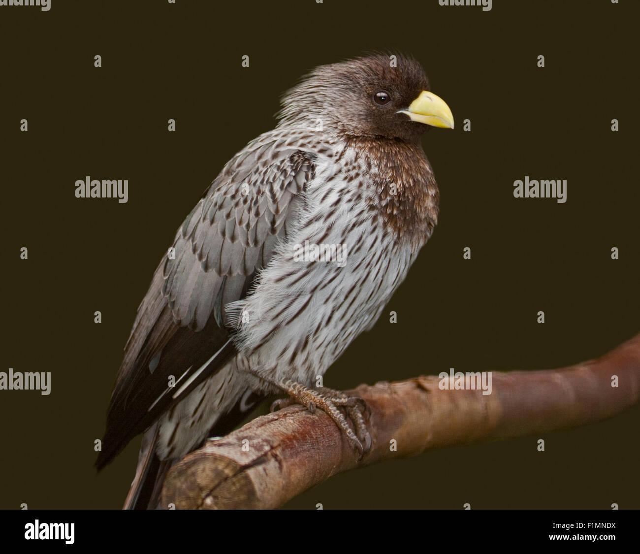 Western Grey Plantain Eater (crinifer piscator Stock Photo Alamy