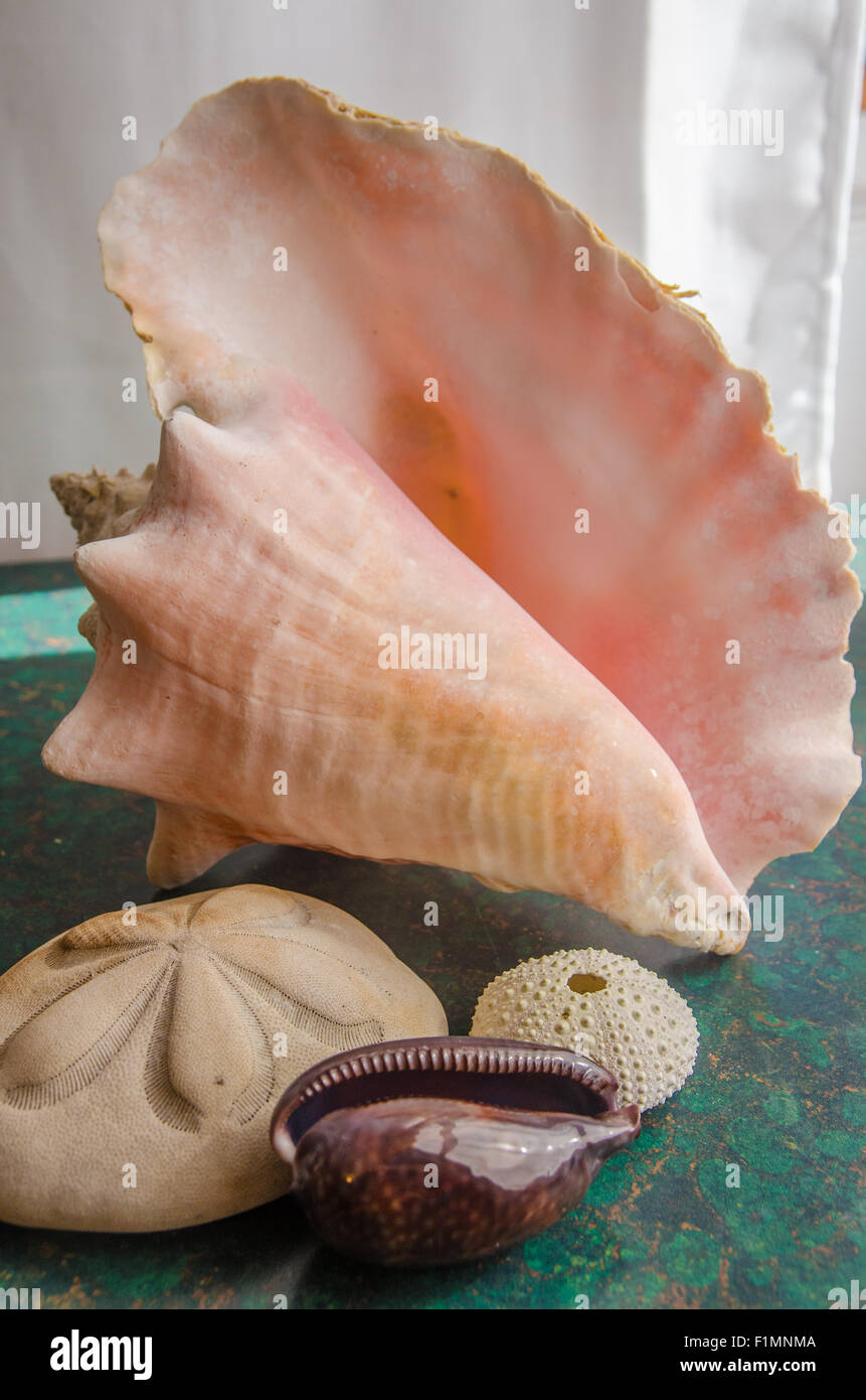 Collection of Florida Shells Stock Photo