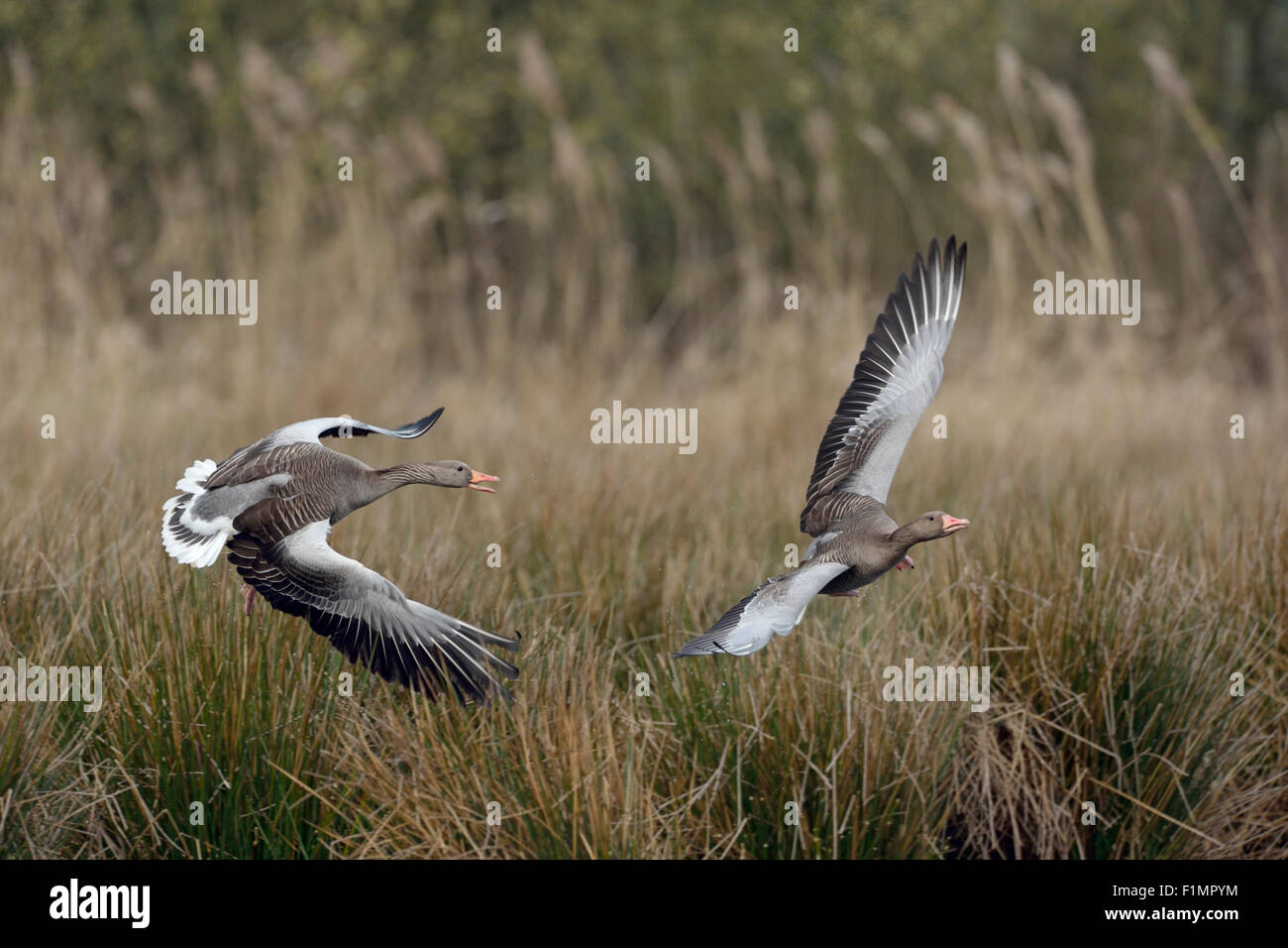 Territorial Greylag Geese ( Anser anser ) / Graugaense in struggle. Stock Photo