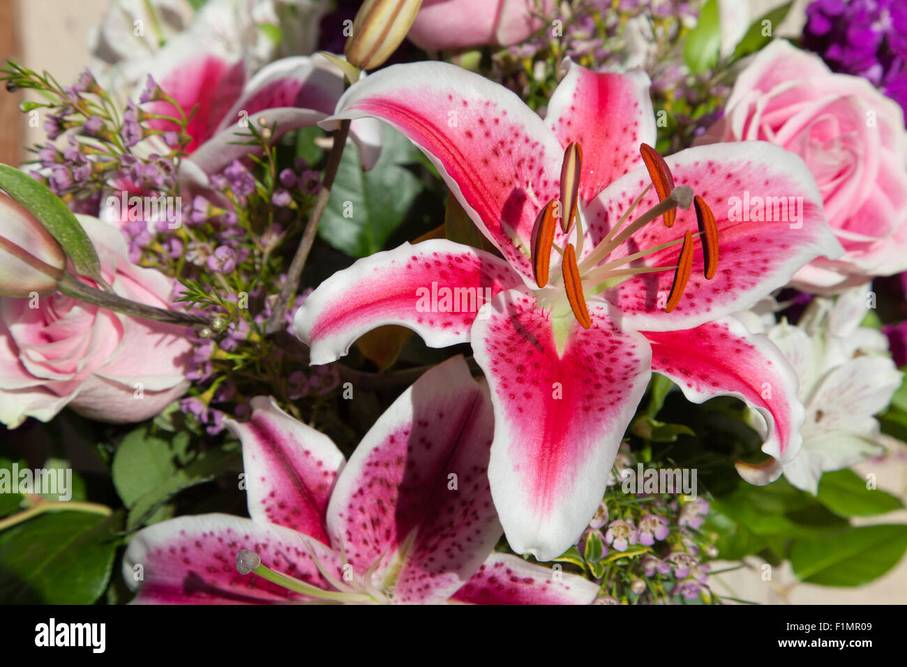 A pink and white lily in a beautiful bouquet of flowers lit by sunshine ...