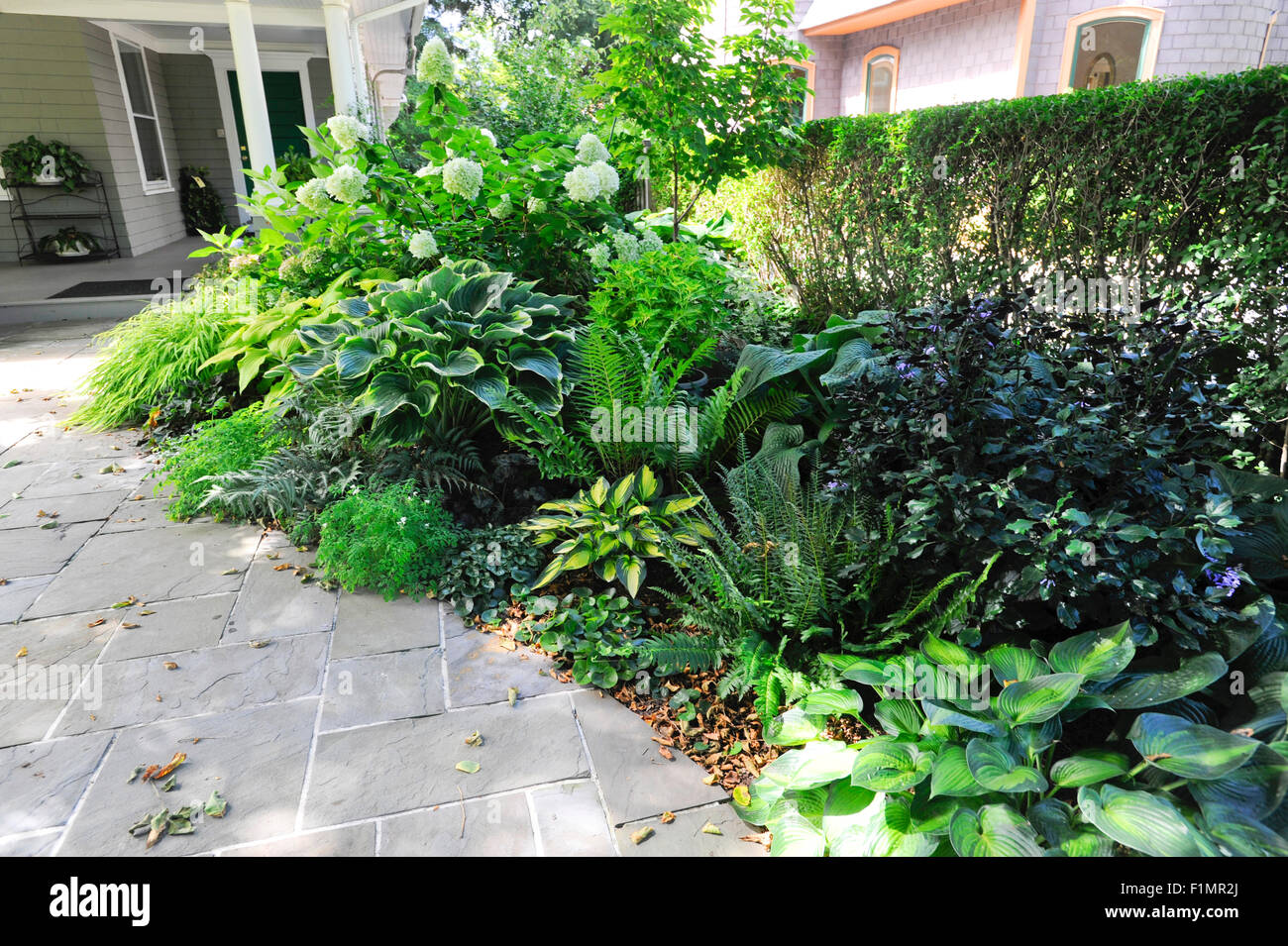 Shade garden of perennials, Connecticut Stock Photo Alamy