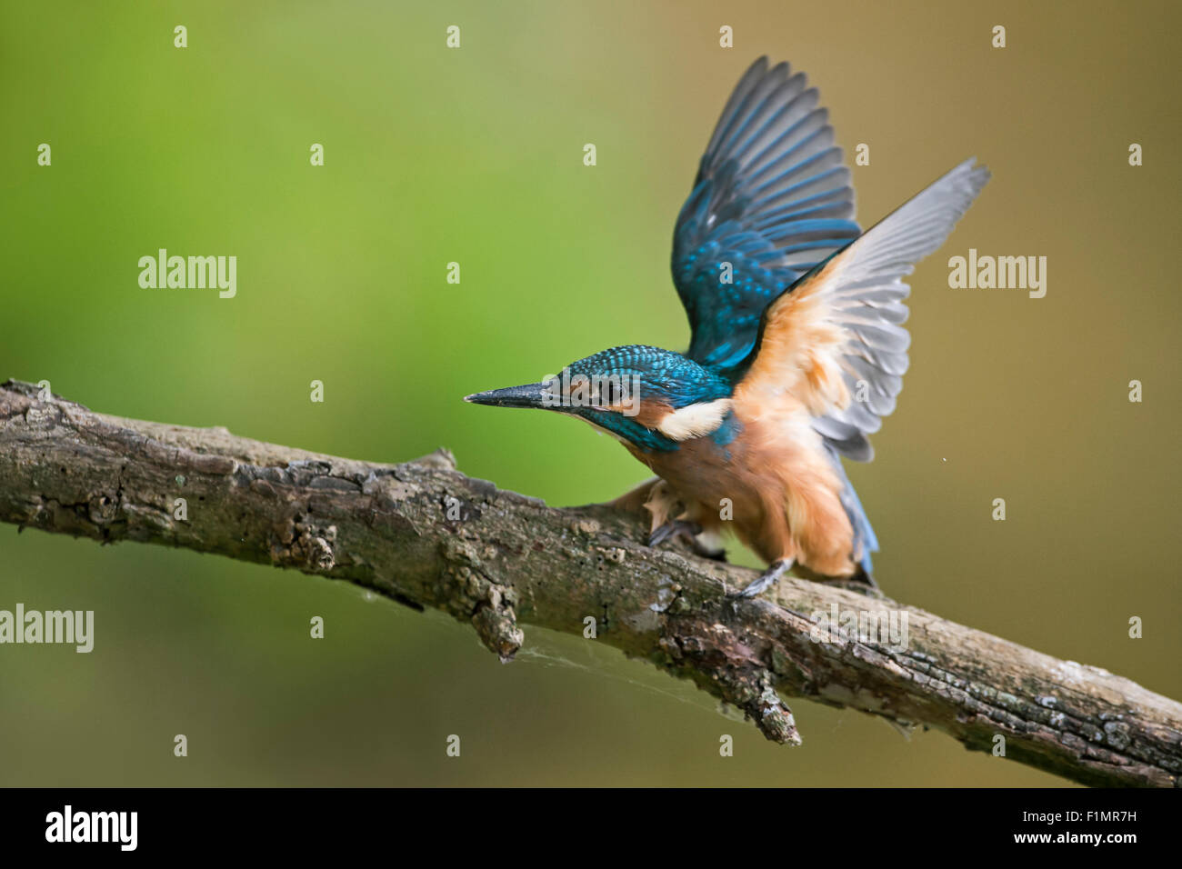 Young Common Kingfisher / Eisvogel ( Alcedo atthis ) begging for food. Stock Photo